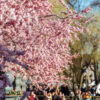 Cherry blossoms blooming in Kungsträdgården