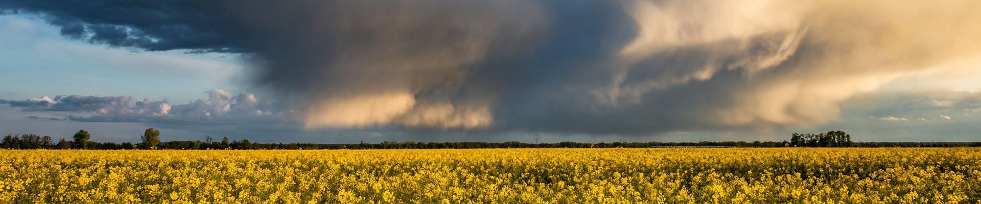 Wallander Banner Wallander Banner